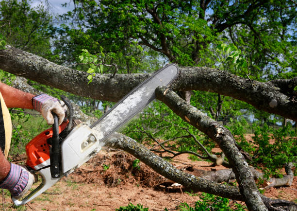 How Our Tree Care Process Works  in  Fairview, MT